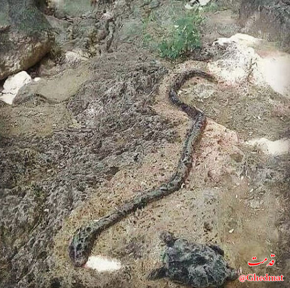 نماد مار و لاکپشت در گنج یابی
